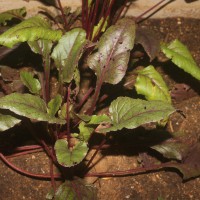 Beta vulgaris L.